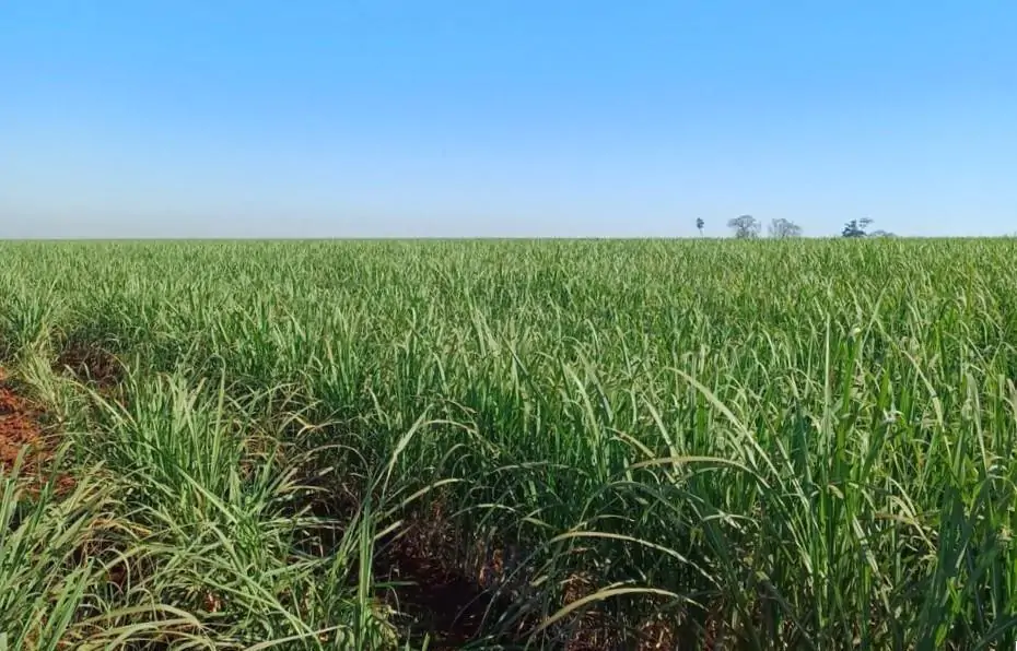Plantação de cana-de-açúcar.
