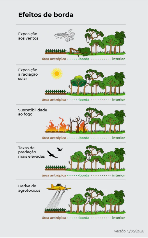 Infográfico que mostra a ação do efeito borda na sua contribuição para o aumento do desmatamento.