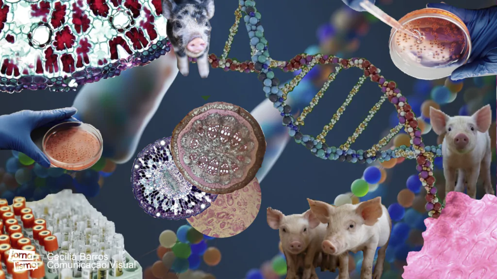 Colagem com porcos e estruturas do DNA fazem referência a clonagem.