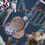 Colagem com porcos e estruturas do DNA fazem referência a clonagem.