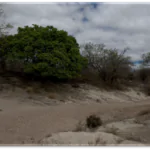 Pesquisadora observando Caatinga