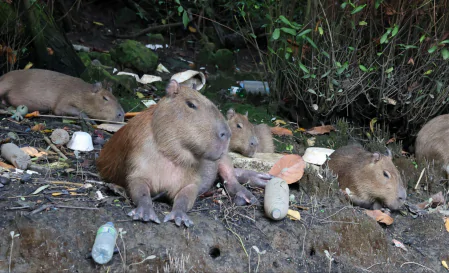 Foto de várias capivaras em meio os lixo.